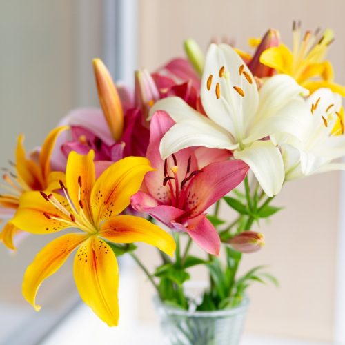 Lilium Mix