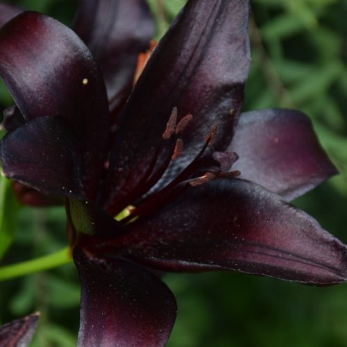 Lilium Landini