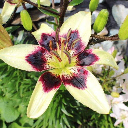 Lilium Netty's Pride