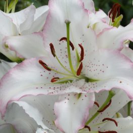 Lilium Brasilia