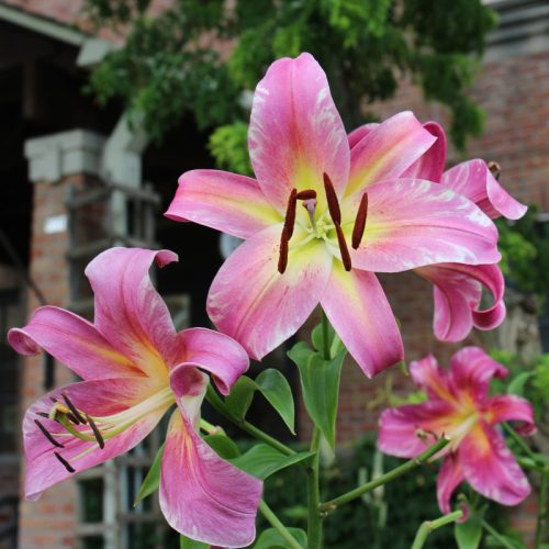Lilium Empoli