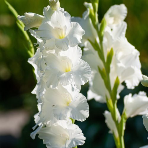 Gladiolus Amsterdam
