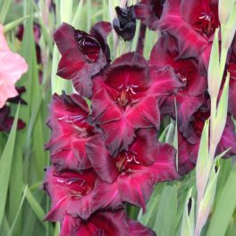Gladiolus Back Star