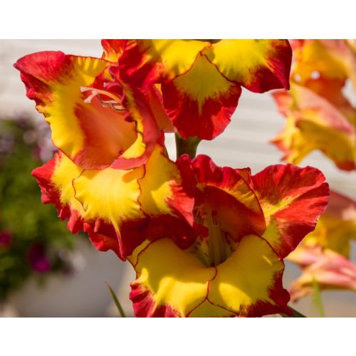 Gladiolus Princess Margaret Rose