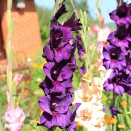 Gladiolus Purple Flora