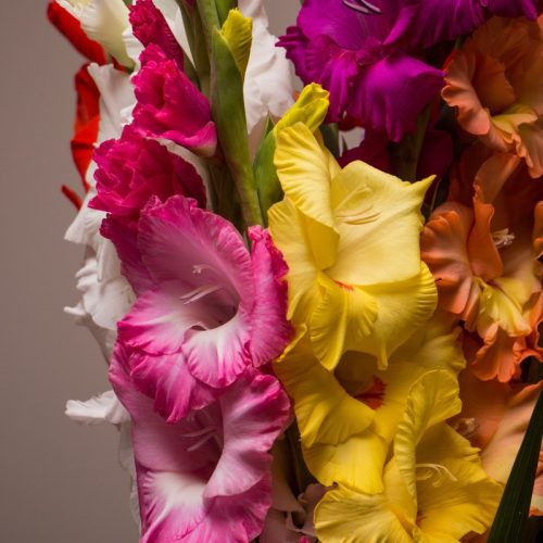 Gladiolus Mix