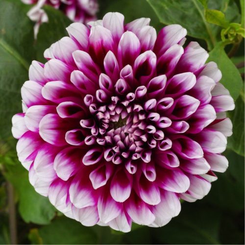 Dahlia Edinburgh