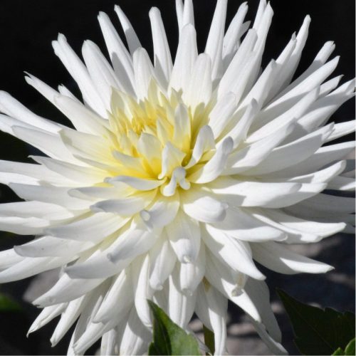 Dahlia My Love