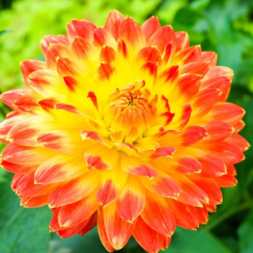Dahlia Procyon