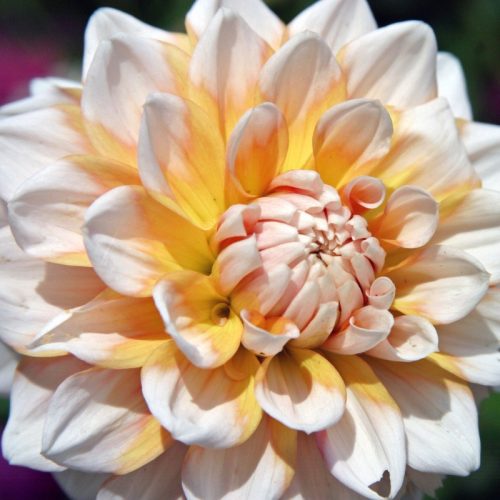Dahlia Seattle