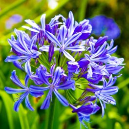 Agapanthus intermedia
