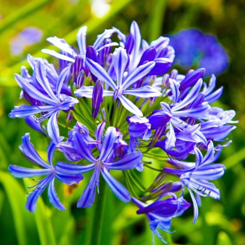 Agapanthus intermedia