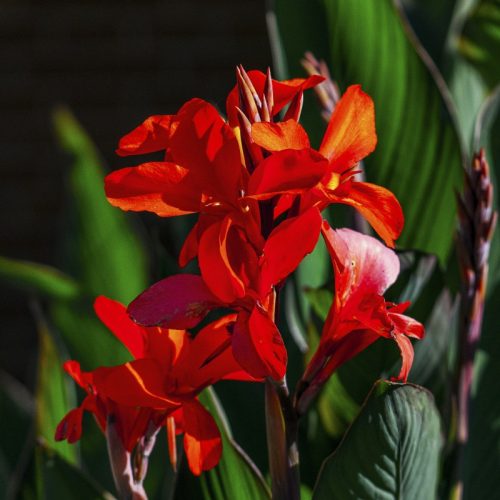 Canna Delibab