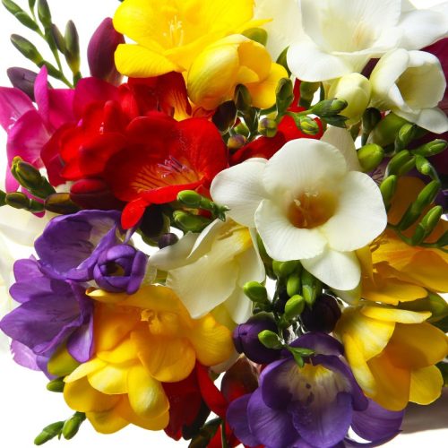 Freesia mix