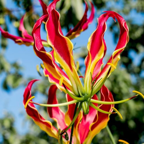Gloriosa Rothschildiana