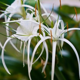 Hymenocallis festalis
