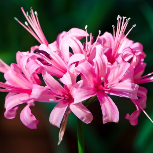 Nerine bowdenii