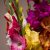 Gladiolus Mix