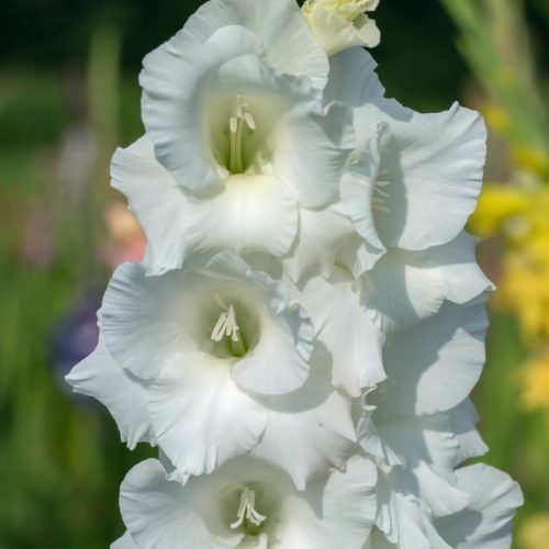 Gladiolus fehér