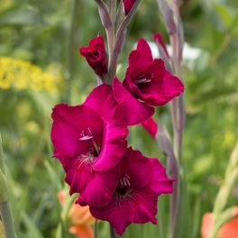 Gladiolus Bordó