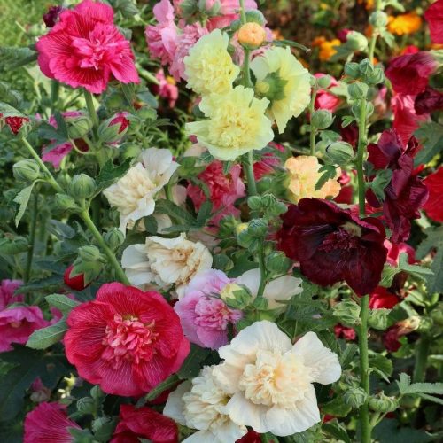 Alcea Rosea mix