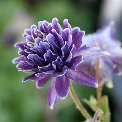 Aquilegia vulgaris Christa Barlow 