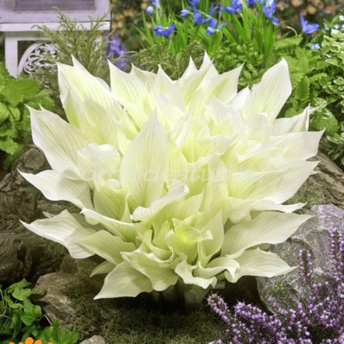 Hosta white feather