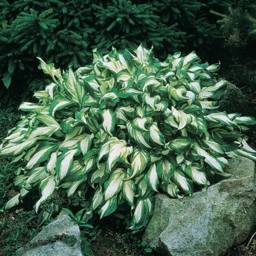 Hosta mediovariegata Undulata