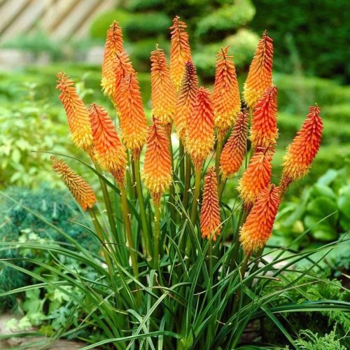 Kniphofia alcazar