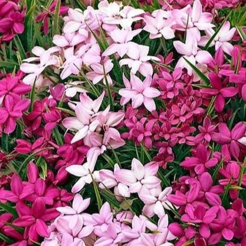 Rhodohypoxis mixed