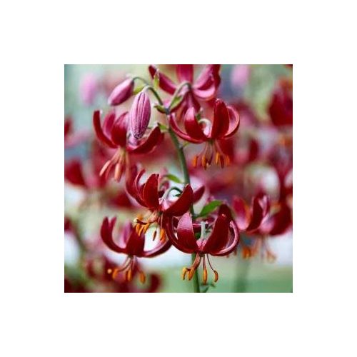 Liliom Martagon Claude Shride