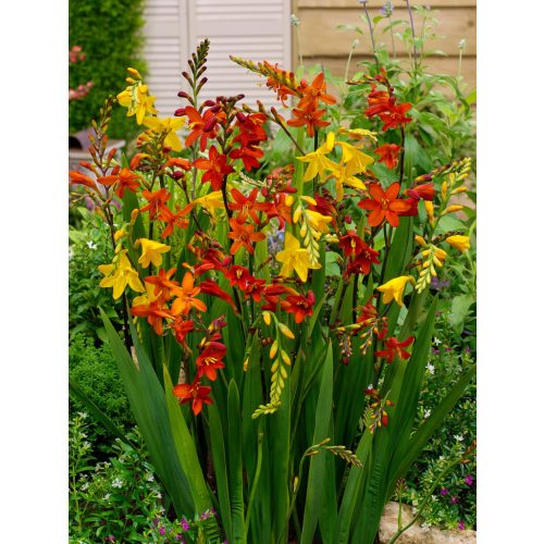 Crocosmia nagy virágú mix
