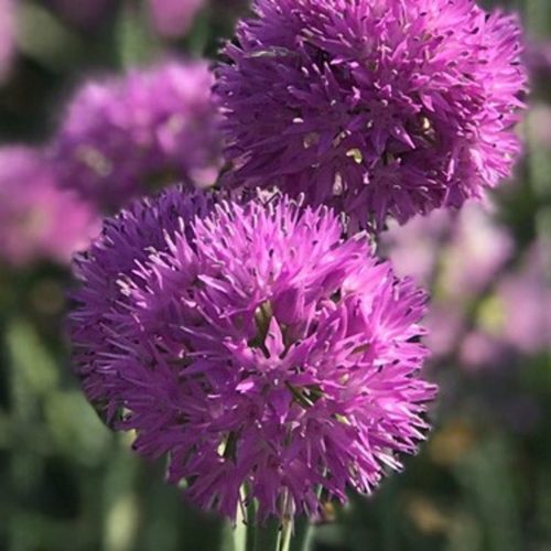 Allium carolinianum 'Rosy Dream'