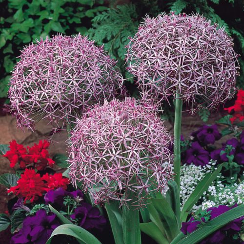 Allium christophii
