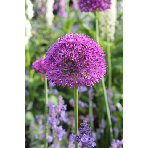 Allium Purple Sensation