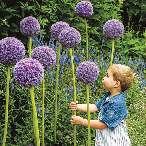 Allium Gladiator