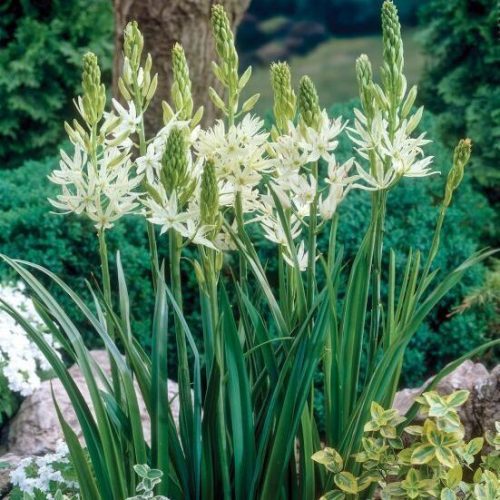 Camassia leichtlinii ‘Alba’ 