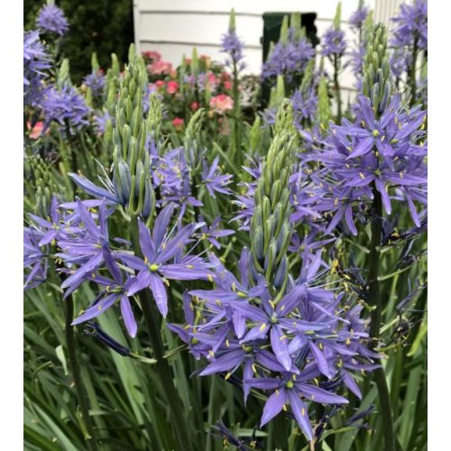 Camassia leichtlinii ‘Caerulea’