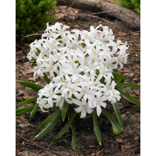 Chionodoxa luciliae Alba