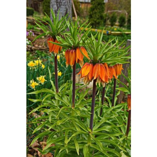 Fritillaria Aurora