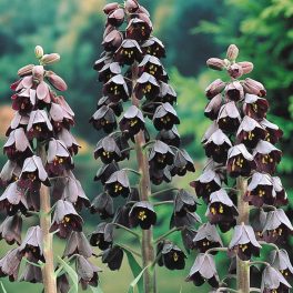 FRITILLARIA PERSICA adiyaman