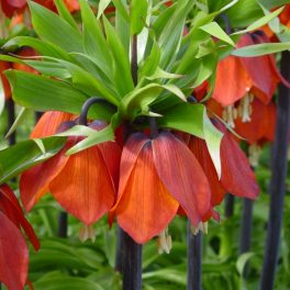 FRITILLARIA Imperialis RUBRA