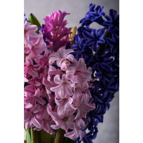 Hyacinthus mix 