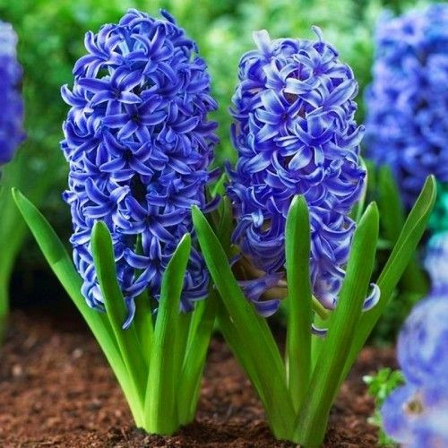 Hyacinthus Blue Jacket