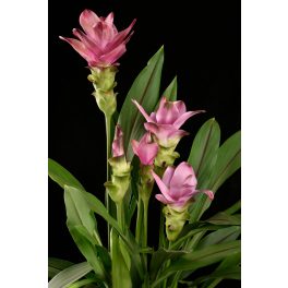 Curcuma Pink Wonder