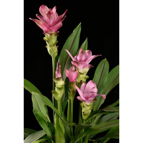 Curcuma Pink Wonder