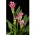 Curcuma Pink Wonder