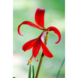 Sprekelia formosissima