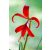 Sprekelia formosissima