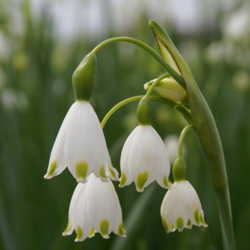 Leucojum Gravetye Giant